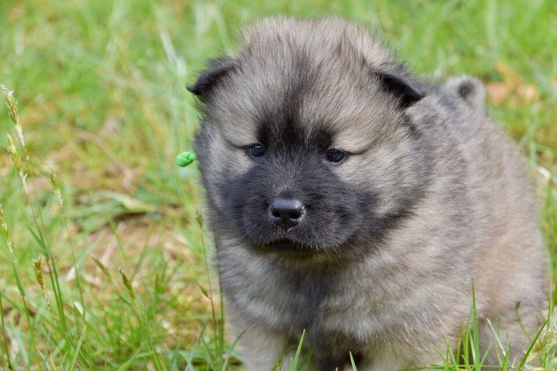 Little Boy Dog Names