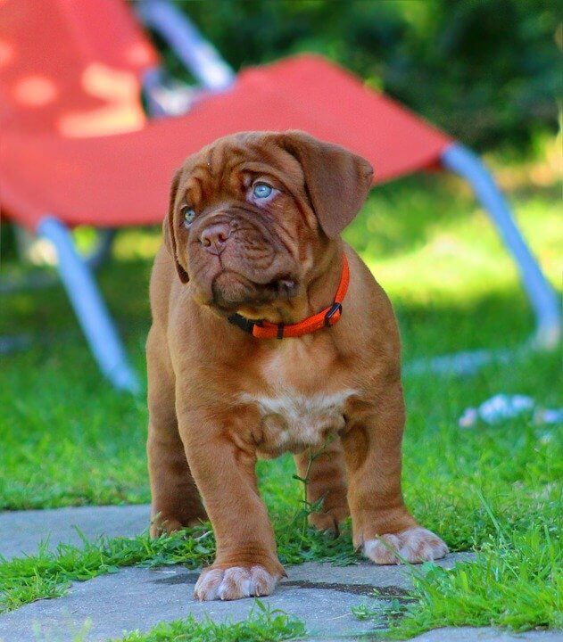 Girl Dog Names in Spanish