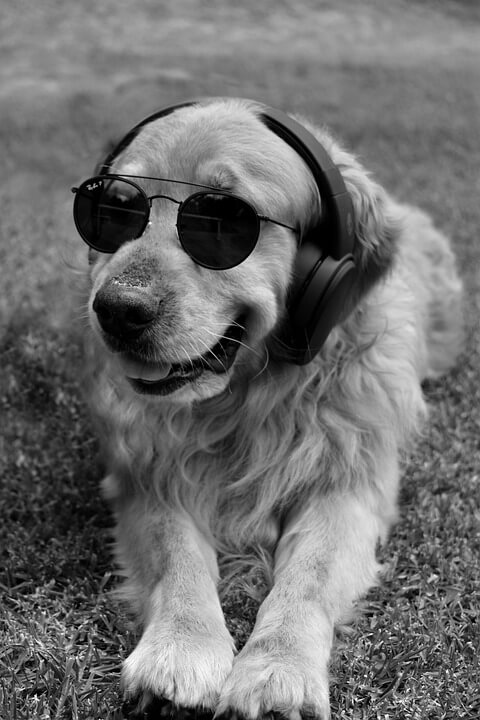 Girl Dog Names Cool