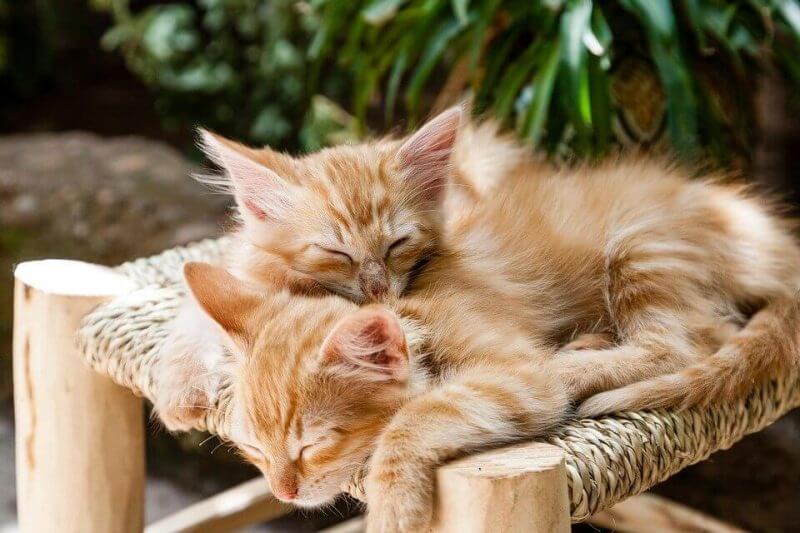 Cut cat sleep picture