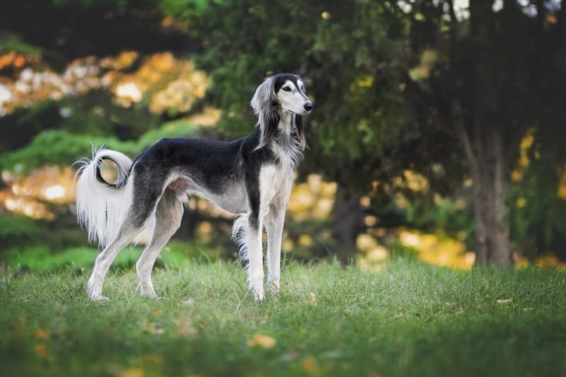 Boy Dog Names Unique