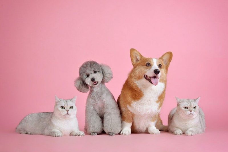 Boy Dog Names Starting with C