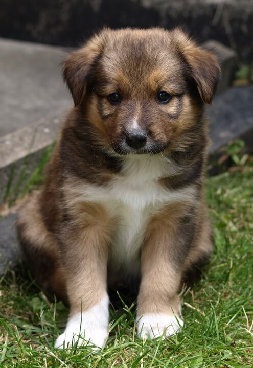Girl Dog Names that Start with C