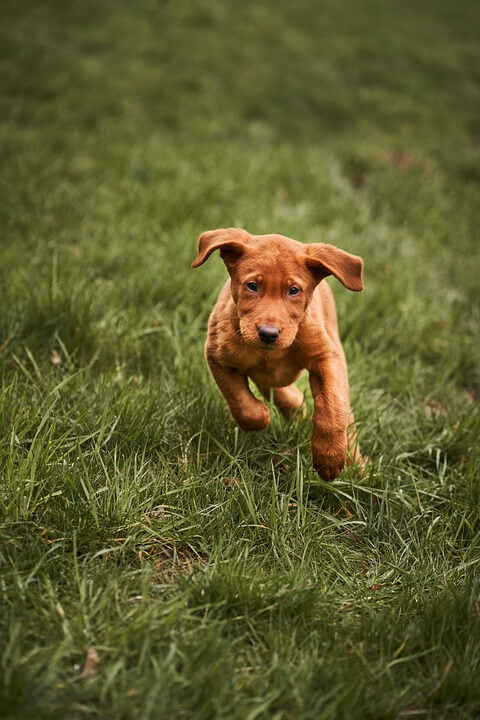 Girl Dog Names that Start with M