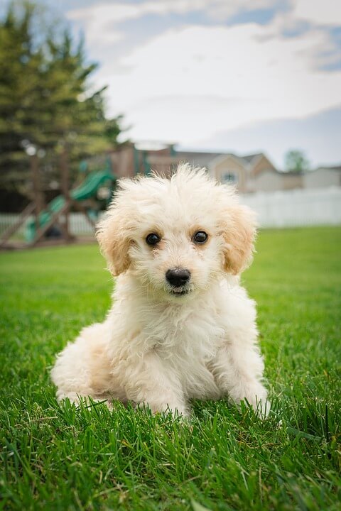 Girl Dog Names Cute