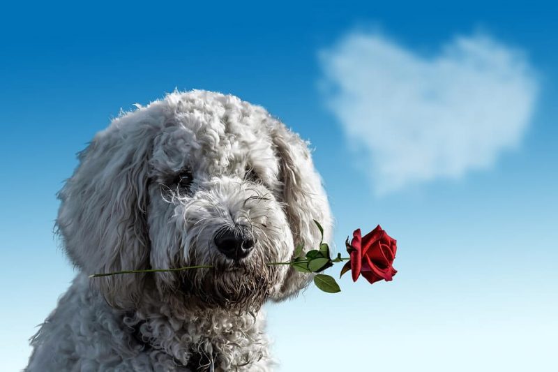 Boy Dog Names that Start with D