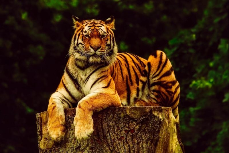 interesting facts about bengal tigers