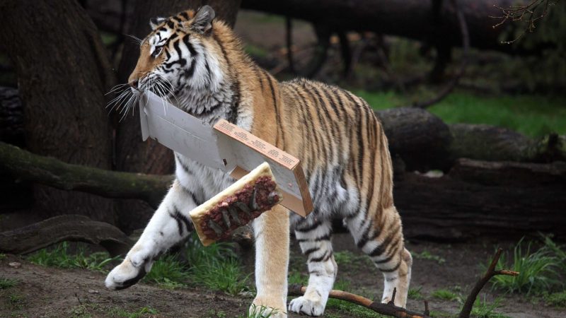 interesting facts about a bengal tiger