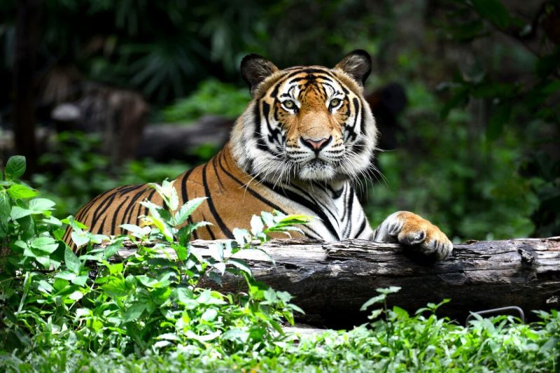 interesting facts about bengal tigers