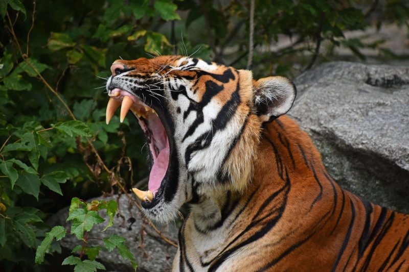 interesting facts about a bengal tiger