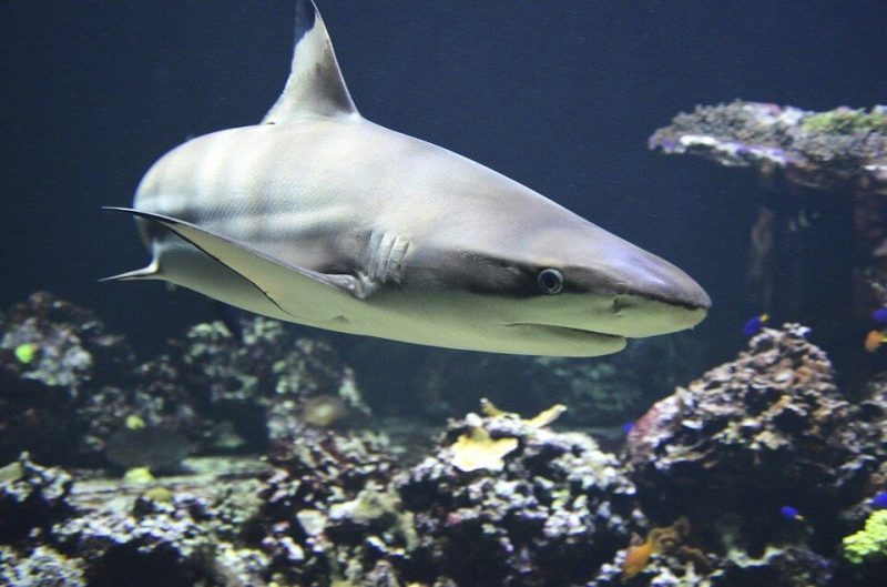 Closer to great white sharks rather than sand tiger sharks