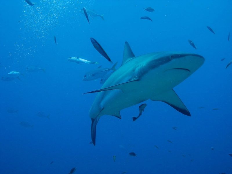 Tiger sharks like to be in warm water
