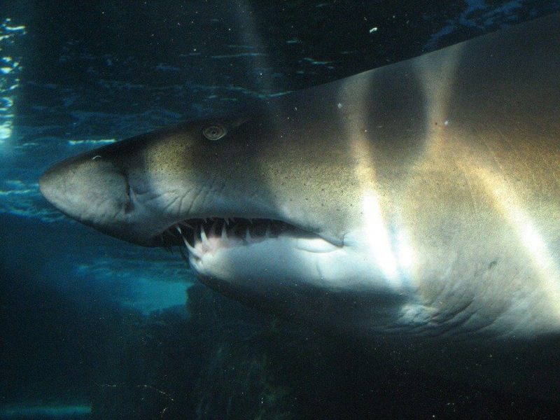 Tiger sharks are found to share foods with great whites and crocodiles
