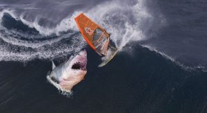 Tiger sharks eat everything, including human rubbish