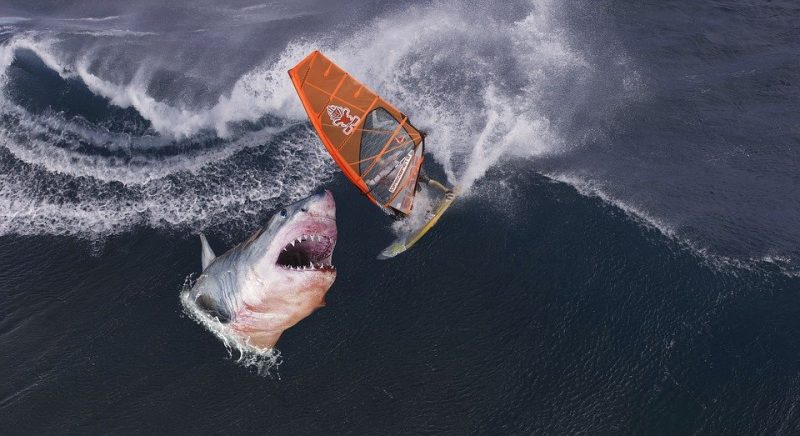 Tiger sharks eat everything, including human rubbish