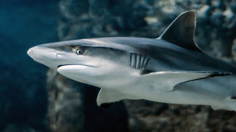 Facts about Tiger Shark