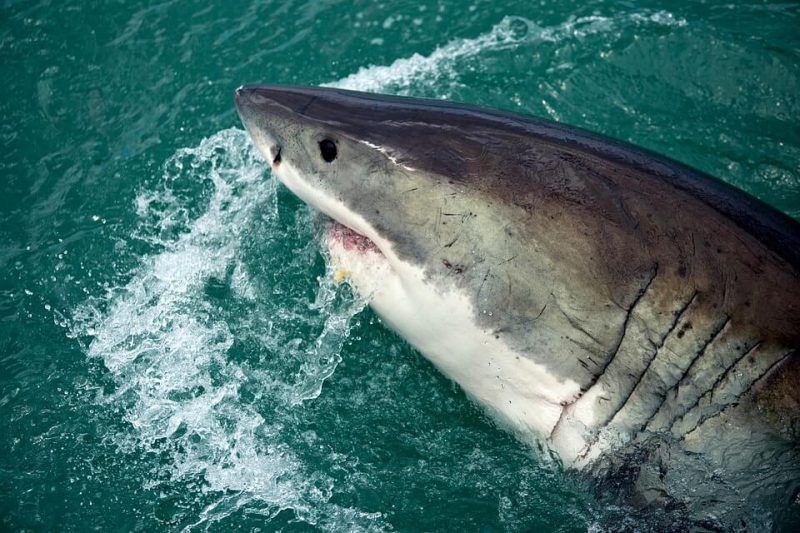 Tiger sharks benefit sea grass around them