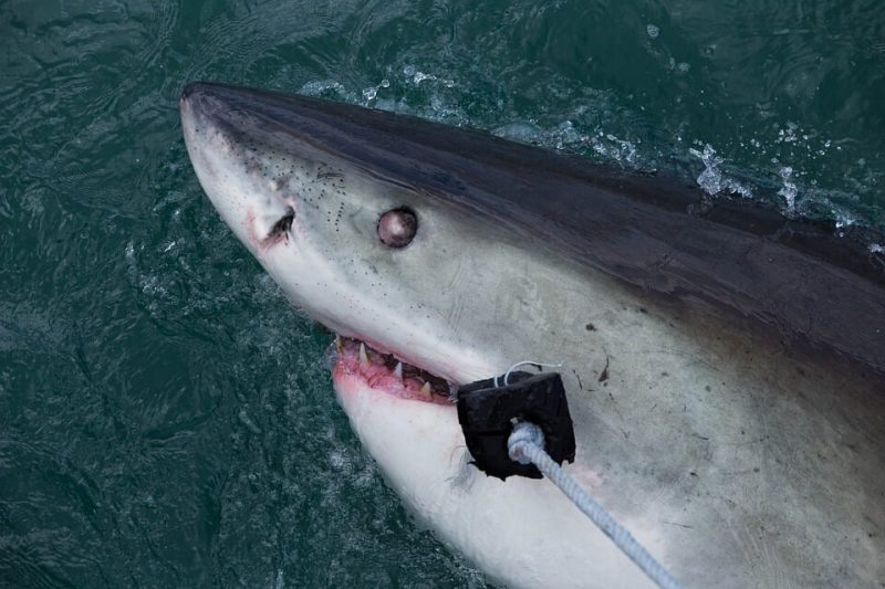 A shark was once used for mystery murder