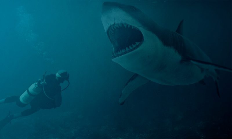Tiger sharks hunt sea turtles regularly