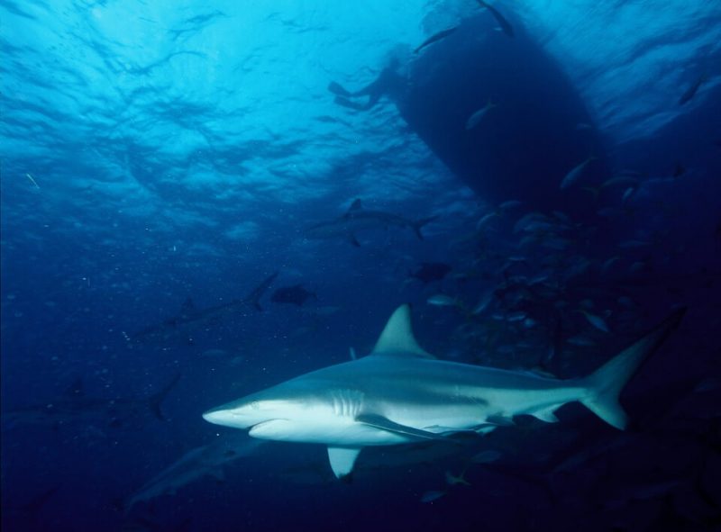 Tiger sharks living in Atlantic migrate south on winter