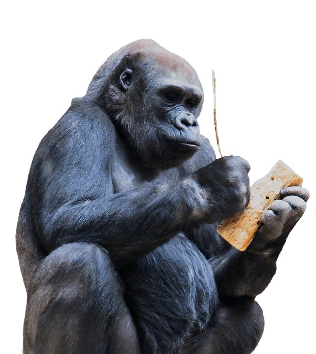 Gorilla tourism can be a potential issue